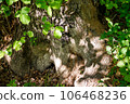 Massive butt of old oak. Powerful tree base close up 106468236