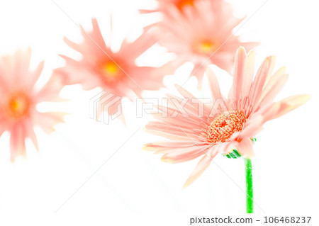 pink bright gerbera flowers pink bright gerbera flowers 106468237