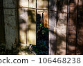 Wooden fence with broken boards. Hole in a wooden fence 106468238