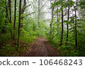 Forest path during the fog. Cloudy weather in nature 106468243