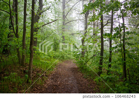 Forest path during the fog. Cloudy weather in nature 106468243