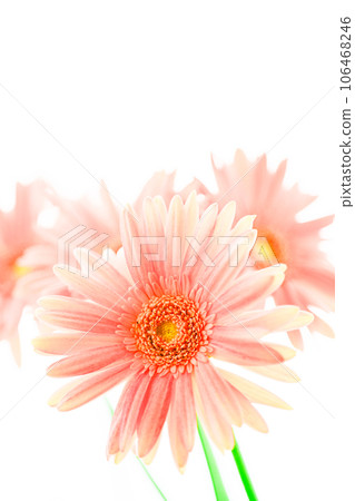 粉紅色明亮的非洲菊花 粉紅色明亮的非洲菊花 106468246