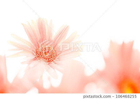 粉紅色明亮的非洲菊花 粉紅色明亮的非洲菊花 106468255