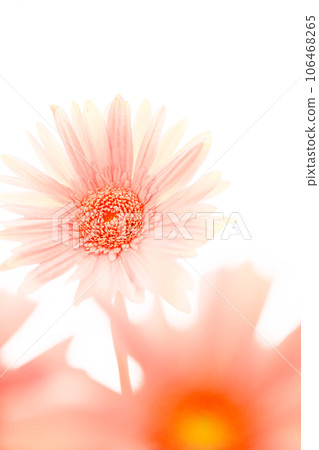 粉紅色明亮的非洲菊花 粉紅色明亮的非洲菊花 106468265
