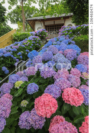 Hydrangeas at Obeta Kiyosei Public Hall 106468474