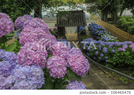 Hydrangeas at Obeta Kiyosei Public Hall 106468476
