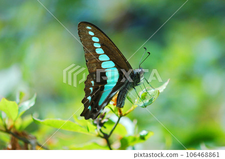 色彩鮮豔的燕尾蝴蝶 106468861