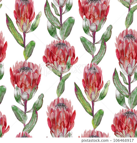 Watercolor seamless pattern with vertical protea flowers on white background Watercolor seamless pattern with vertical protea flowers on white background 106468917