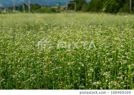 White buckwheat flowers blooming in the buckwheat field White buckwheat flowers blooming in the buckwheat field 106469169
