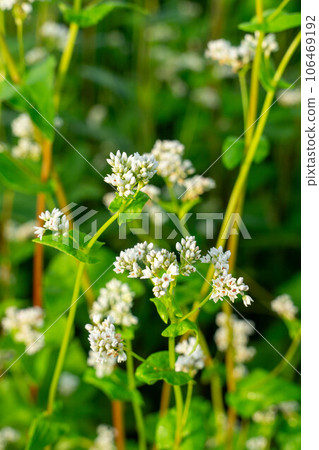 White buckwheat flowers blooming in the buckwheat field 106469192