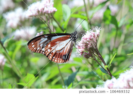 Asagi madara sucking nectar 106469332