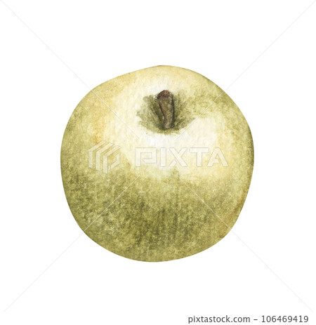 Hand drawn watercolor painting of Green apples. 106469419
