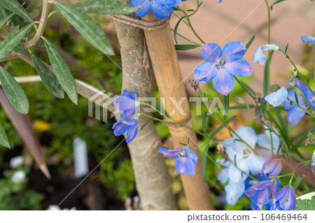 初夏的花園裡盛開著一株看起來很酷的Hiensou 106469464