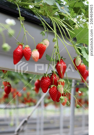 草莓變成鮮紅色 草莓變成鮮紅色 106469465