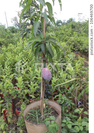 mango on tree in farm for harvest mango on tree in farm for harvest 106469700