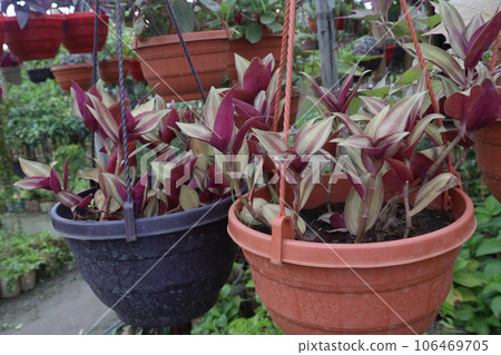 inchplant tree on hanging pot in farm inchplant tree on hanging pot in farm 106469705