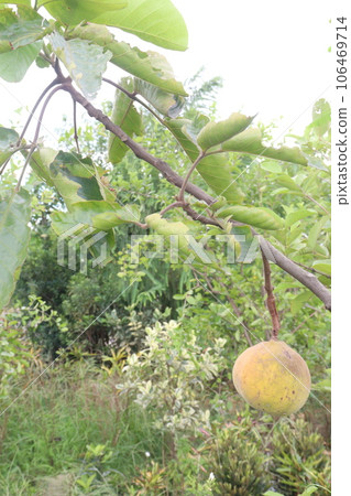 Santol in tree on farm are cash crops 106469714