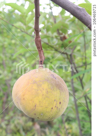 Santol in tree on farm are cash crops 106469715