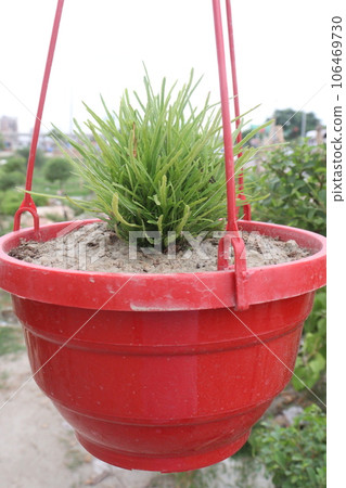 Psilotum nudum its fern family 106469730