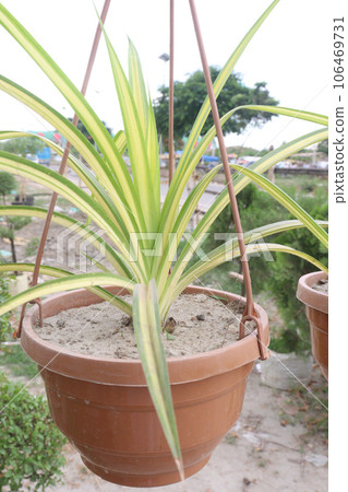 Pandanus veitchii tree plant on hanging pot in farm Pandanus veitchii tree plant on hanging pot in farm 106469731