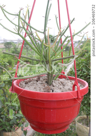 Pencil cactus tree on hanging pot in farm Pencil cactus tree on hanging pot in farm 106469732