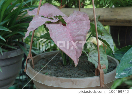 Arrowhead plant leaf plant on hanging pot in farm 106469743