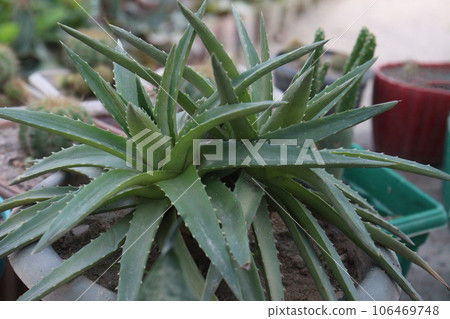 Dyckia brevifolia leaf plant on pot in farm 106469748