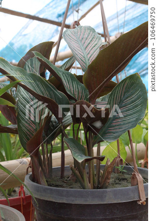 Pin-stripe calathea leaf plant on farm for sell Pin-stripe calathea leaf plant on farm for sell 106469750