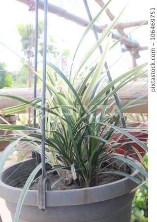 liriope spicata silver dragon leaf plant on pot liriope spicata silver dragon leaf plant on pot 106469751