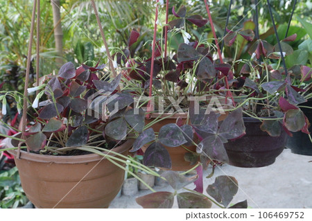 Oxalis triangularis tree on hanging pot on farm Oxalis triangularis tree on hanging pot on farm 106469752