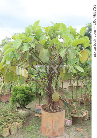 banyan Bonsai tree on nursery banyan Bonsai tree on nursery 106469755
