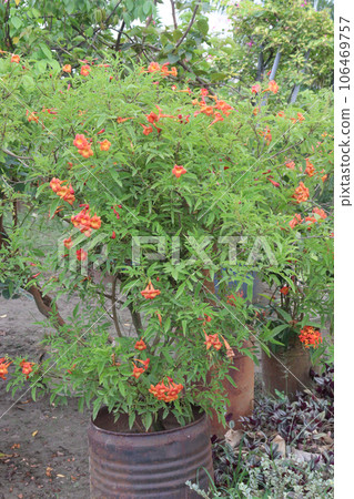 Trumpet vine flower plant on farm Trumpet vine flower plant on farm 106469757