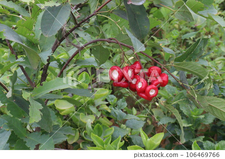 red jamrul on tree in farm 106469766