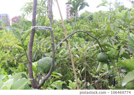 citrus lemon hanging on the tree in farm citrus lemon hanging on the tree in farm 106469774