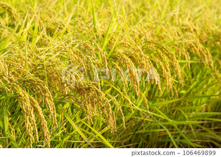 Rice earrings shining golden color Rice earrings shining golden color 106469899