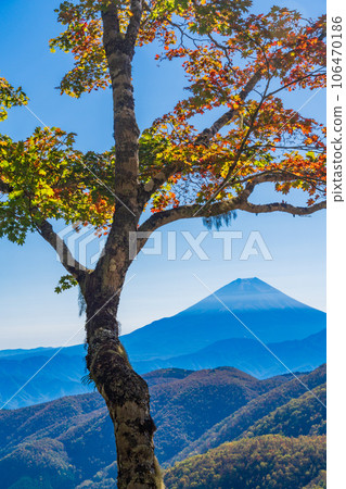(Yamanashi Prefecture) Mt. Fuji seen from Ikenochaya forest road in autumn (Yamanashi Prefecture) Mt. Fuji seen from Ikenochaya forest road in autumn 106470186