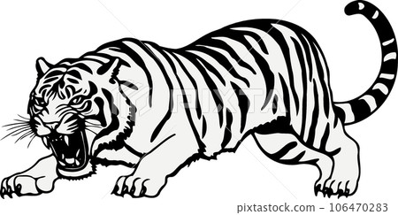 animal mammal feline angry tiger in black white 106470283