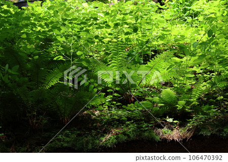 Togakushi Okusha和Zuijinmon在茅草屋頂上有很多植物 106470392