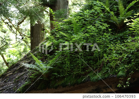 Togakushi Okusha和Zuijinmon在茅草屋頂上有很多植物 106470393