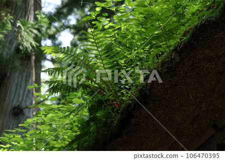 Togakushi Okusha和Zuijinmon在茅草屋頂上有很多植物 106470395