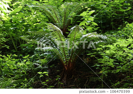 Togakushi Okusha和Zuijinmon在茅草屋頂上有很多植物 106470399