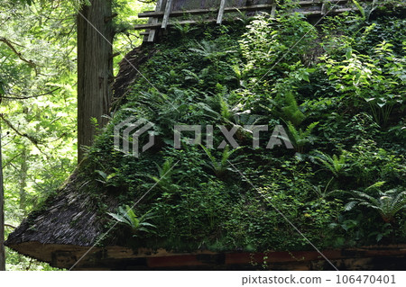 Togakushi Okusha和Zuijinmon在茅草屋頂上有很多植物 106470401