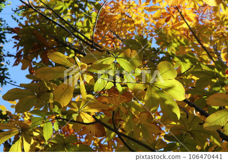 The yellow leaves of Tortiny 106470441