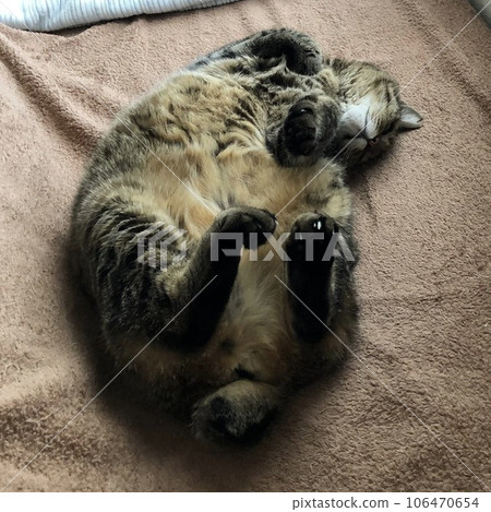 一隻虎斑貓仰面睡覺 一隻虎斑貓仰面睡覺 106470654