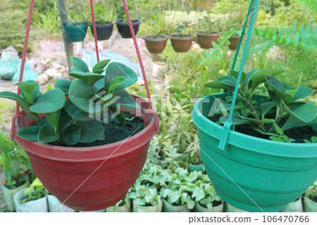 baby rubber plant on hanging pot in farm baby rubber plant on hanging pot in farm 106470766