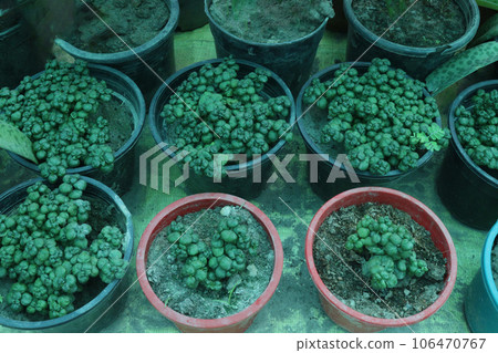 Dipteracanthus Elastica 'Bubble Plant' on farm 106470767