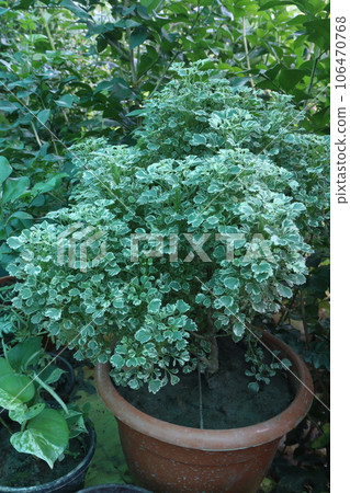 Polyscias fruticosa tree on farm 106470768