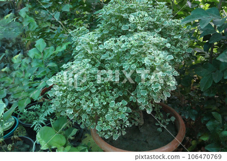Polyscias fruticosa tree on farm 106470769