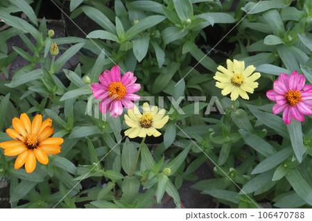 Common zinnia flower plant on farm 106470788