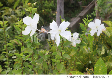 White colored shoeblackplant flower on garden White colored shoeblackplant flower on garden 106470793